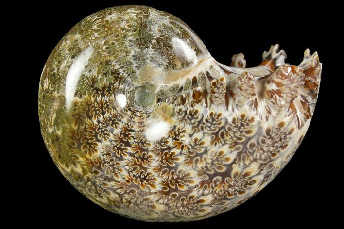 Polished, Agatized Ammonite (Phylloceras?) - Madagascar #149189